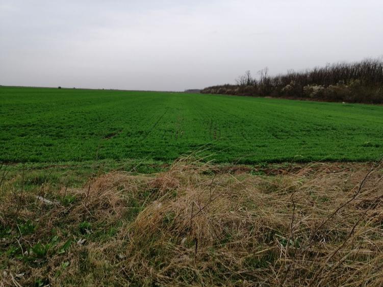 Teren extravilan localitatea Afumati - 5