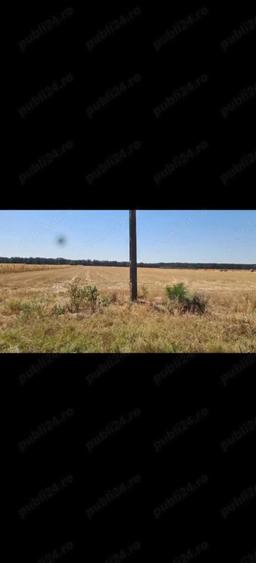 Teren Bucovat, sat Carligei - 2