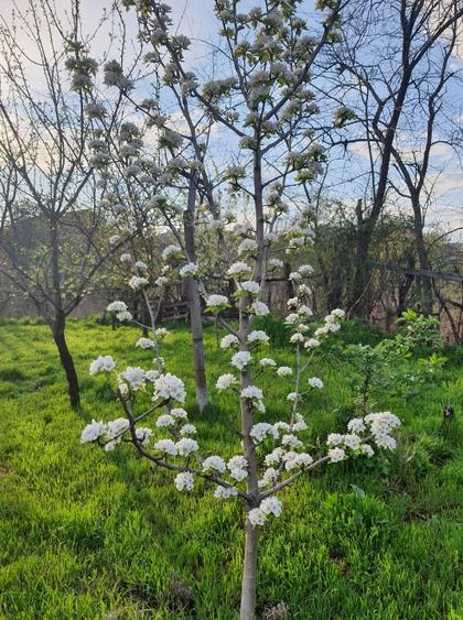 casa de vanzare in zona foarte linistita - 3