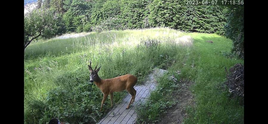 Proprietate unica in Sighisoara 33000mp + casa de 280mp - 7