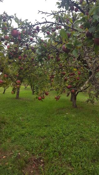 Livada de vanzare Dumitra - BN - 2