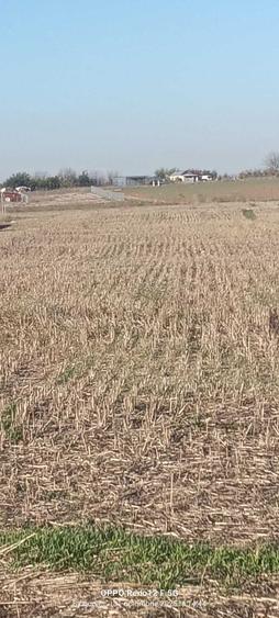 De vanzare loturi de teren intravilan in Singureni, Giurgiu - 6