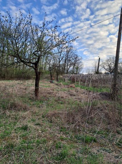 Vand teren intravilan Gheorghe Doja - 8