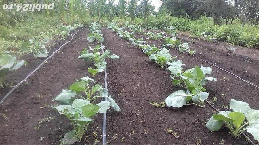 Casa cu teren in suprafata de 6.800m2 - 9