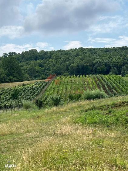 Teren Tomesti 3750MP - 4