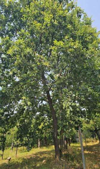 Intravilan 480 mp , loc de casa , zona padure Baicoi Prahova - 2