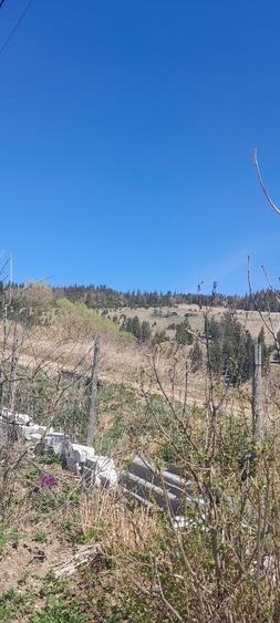 Vând casa batraneasca și teren 3892m  - 8