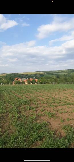 Teren de 4000 mp, în Oarda