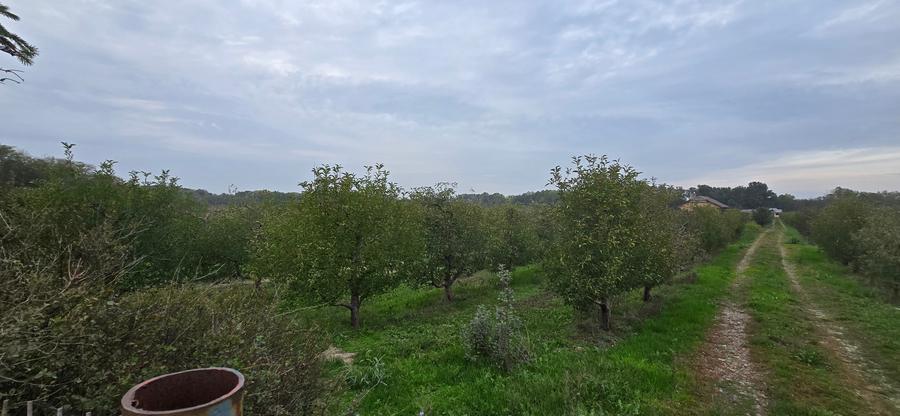 Teren agricol extravilan de 18000 mp, în Boțârlău