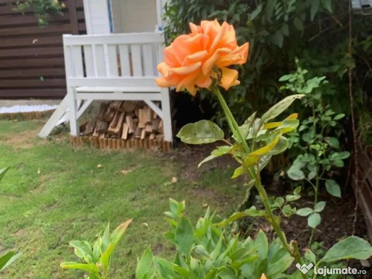 Vila superba direct de la proprietar Corbeanca - 11