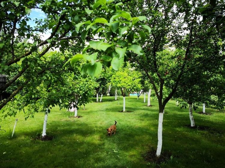 FARA COMISIOANE casa cu 6 camere 2 bucatarii P+1 TIGLA PISCINA BECI GARAJ - 2