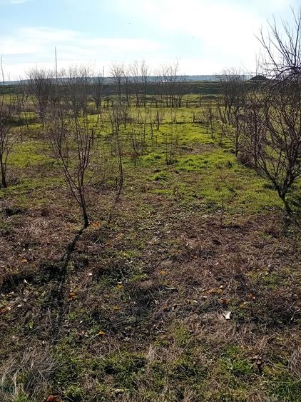 Calarasi, comuna Soldanu - 6