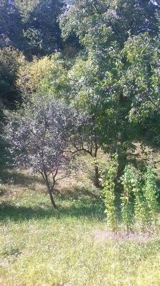 Casa ?i teren de vanzare - 2