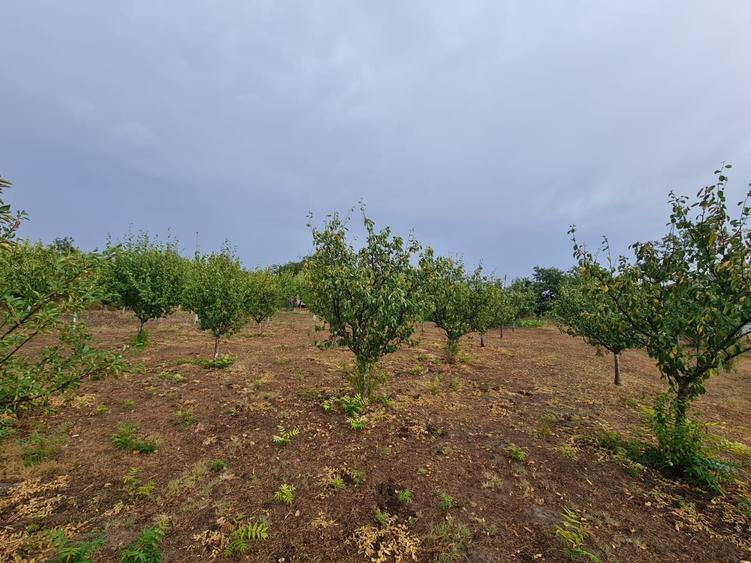 Gospodarie si teren intravilan 2550 mp. Com. Munteni-Buzau, IL . - 8