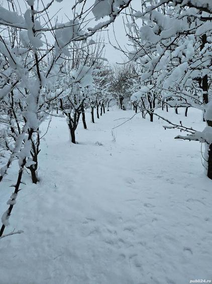 Ferma Calugareni 11860 mp 100 000 Euro - 9