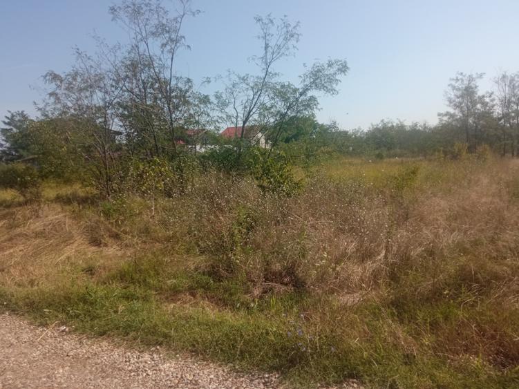 Teren 100Omp, Clinceni, Str Rozelor - 4