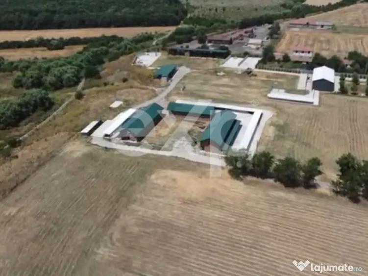 Black Angus Farm with authorized Slaughterhouse - 2