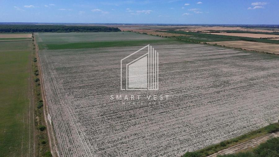 Teren agricol extravilan de 96500 mp, în Ardud