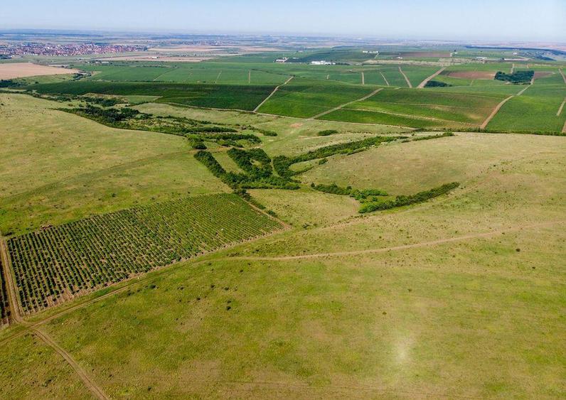 Teren arabil de 147 hectare in Giurgiu - 1