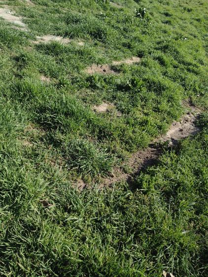 Teren intravilan Poiana - 2