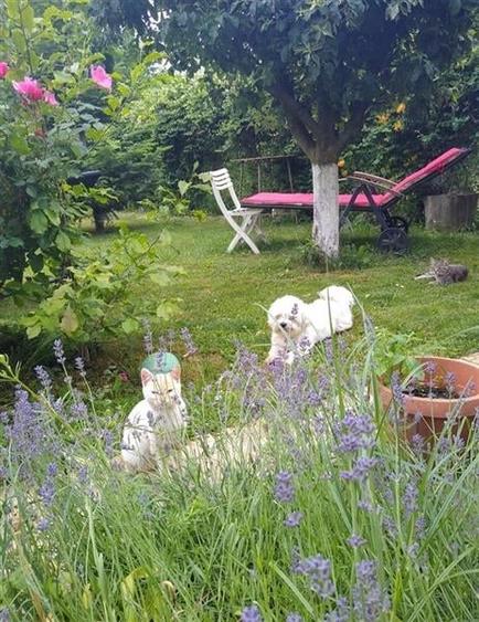 Intr o pozitionare cu apa curgatoare si incantare montana, Dejani, Fagaras - 6