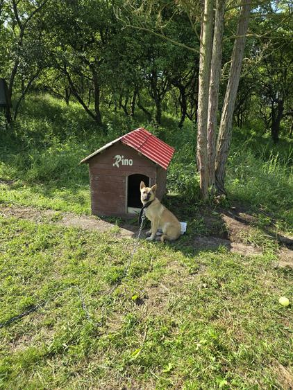 Inchiriez casa gratuit pt o fata serioasa - 5