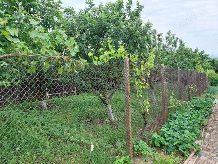 Vand casa mare cu livada, vie, gradina in Fratostita - 4