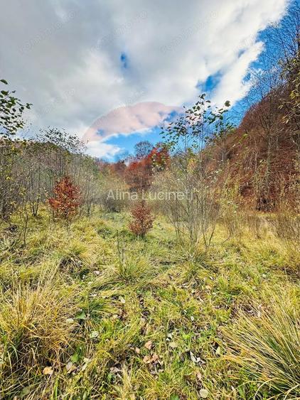 Teren 4,877mp Mara / Strada Principala