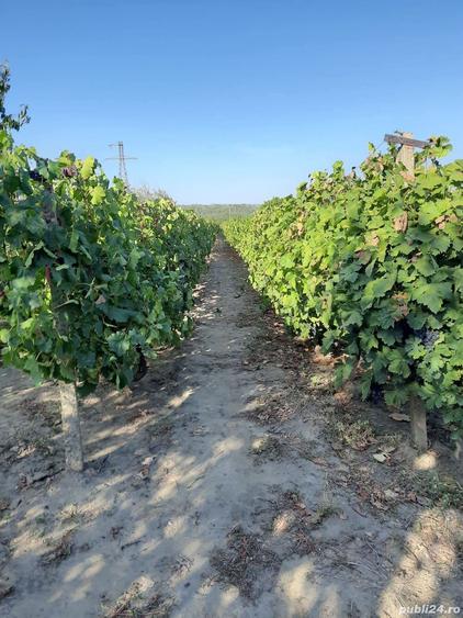 Casa si teren intravilan comuna Dumbraveni, Vrancea - 4