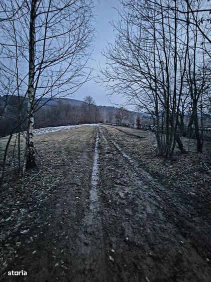Teren 5000 mp extravilan Sinca Noua - 4