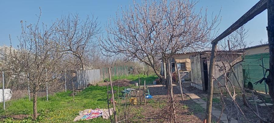 Lilieci Ialomita - 1