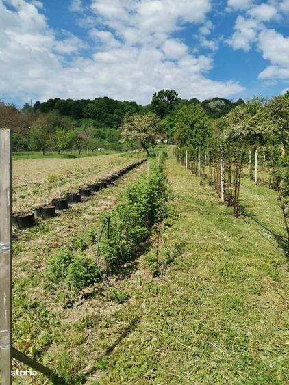 Oferta Teren intravilan - 2