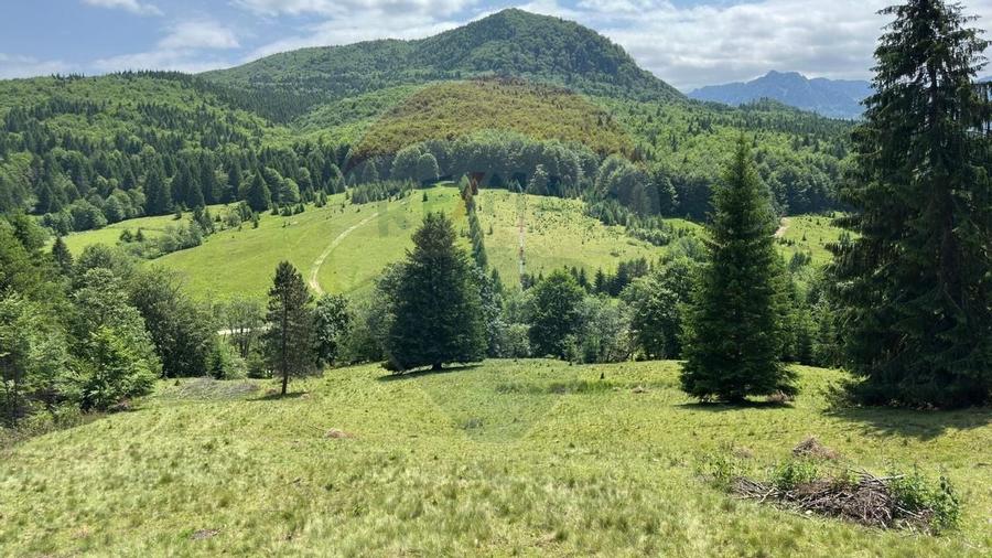 Teren 6000 mp, Vama Buzaului - vedere către Ciucaș - 6