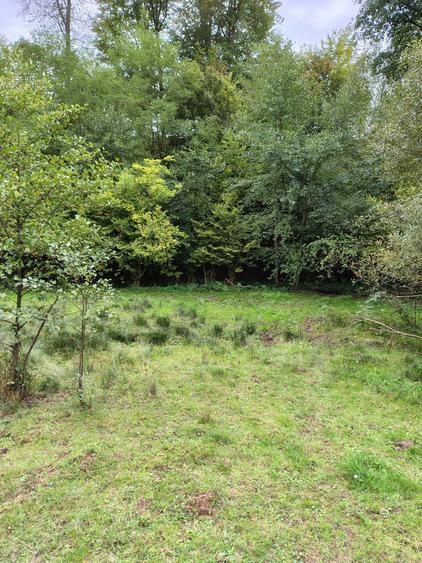 Casa cu teren 2 hectare intravilan - 7