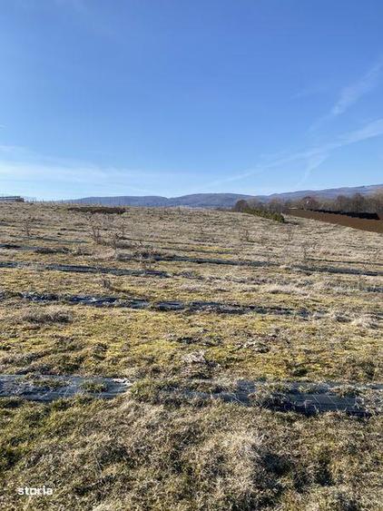 Teren extravilan de vanzare - 3