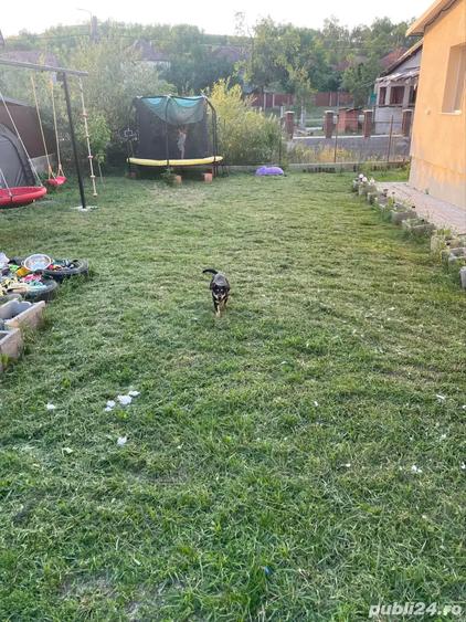 Vand casa in Sic, jud.Cluj - 8