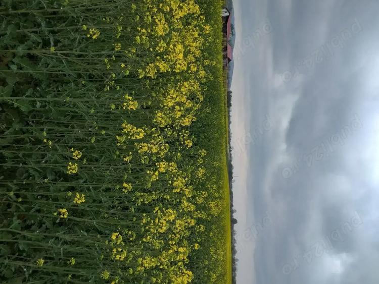 Vand teren intravilan + extravilan Cornesti Gorj - 2