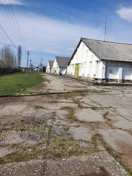 De vanzare baza de cereale cca 40.000 mp, intravinan, Oras Vanju Mare - 1