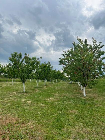 Teren intravilan cu livada, 1500 mp, cu utilitati Cordau - 1