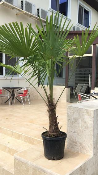 Vila Regal Mamaia - 8