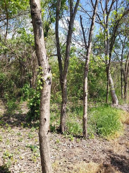 Teren intravilan 3.250 mp in File?ti Ideal pentru casa sau investi?ie! - 13