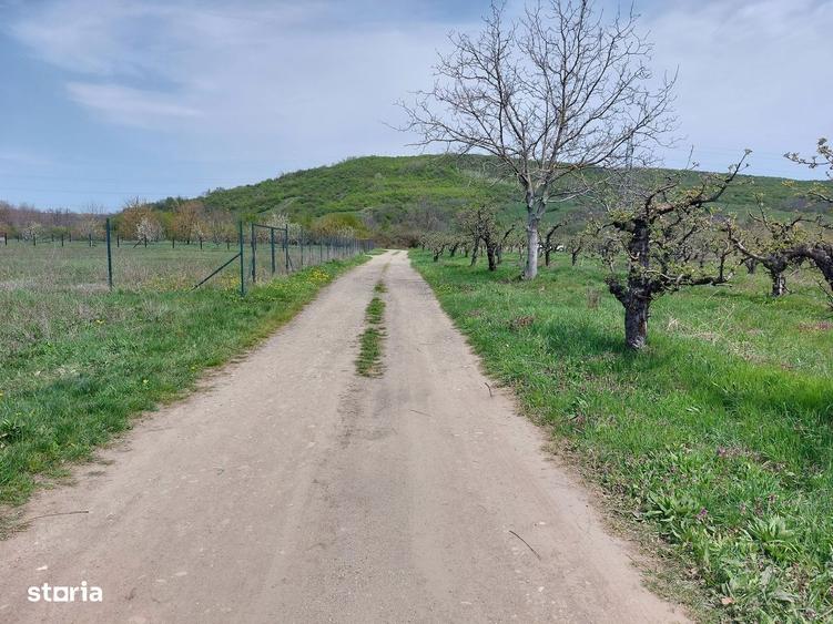 COMISION 0 Teren intravilan 653 mp, Aninoasa Viforata - 7