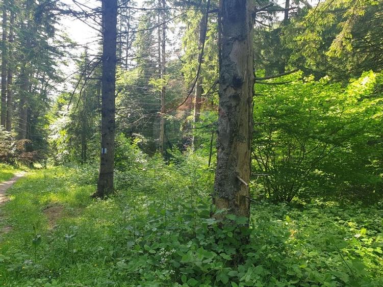 Teren intravilan, 56000 mp, Poiana Brașov - 7