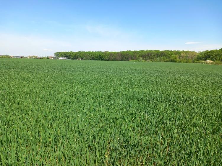 Teren intravilan 1850m - 1