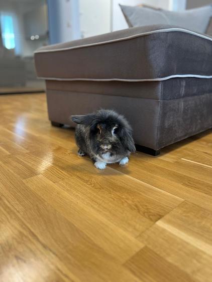 Luxuria Residence | Code MY032-02  |  620EUR+TVA - 19