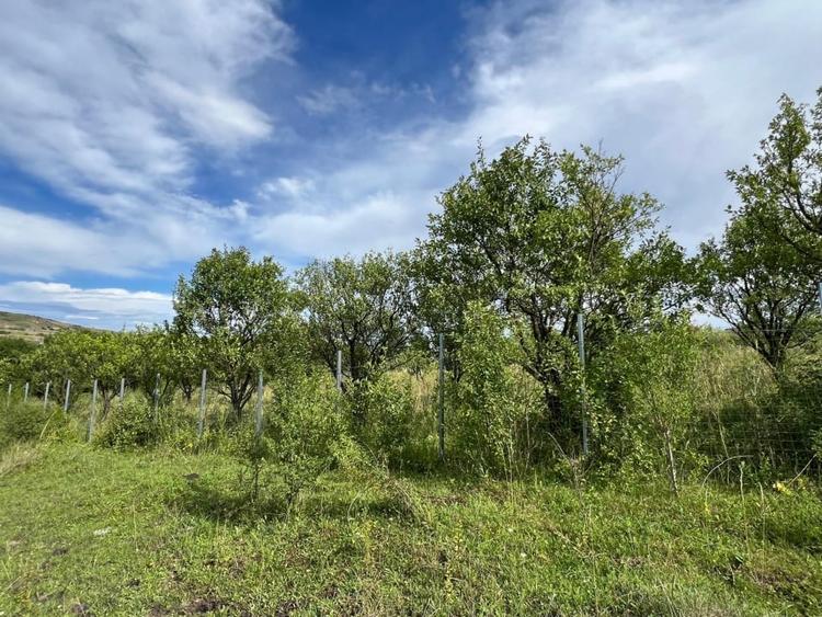 Teren Intravilan, 1055/ 527 Constructii, Centru Chinteni 21 Decembrie - 6