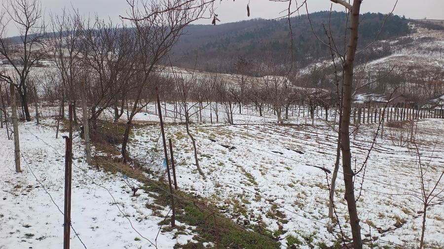 Teren 704 mp Breazu – asfalt + utilități – priveliște spre pădure – ideal casă - 4