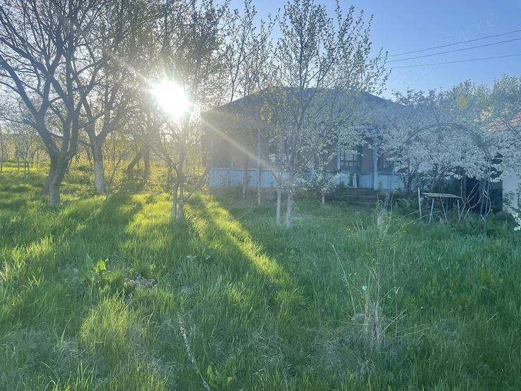 6.000 mp intravilan sat Avintu - 5