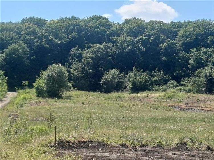 Loturi de 1000 mp de vanzare la Sura Mare - 2