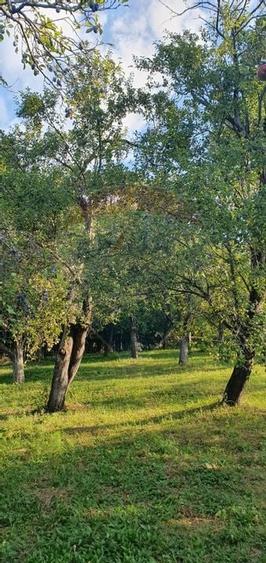 Teren 4,972mp Bertea / Strada Matraguni - 9